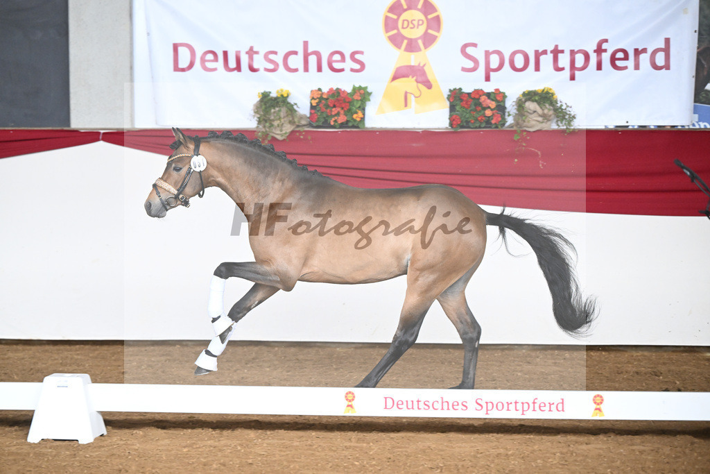 Kat-Nr. 51 Crown Decadence VR v. Hesselteichs Golden Dream_van der Raadt_16250399 | hf-fotografie - Realizzato con Pictrs.com