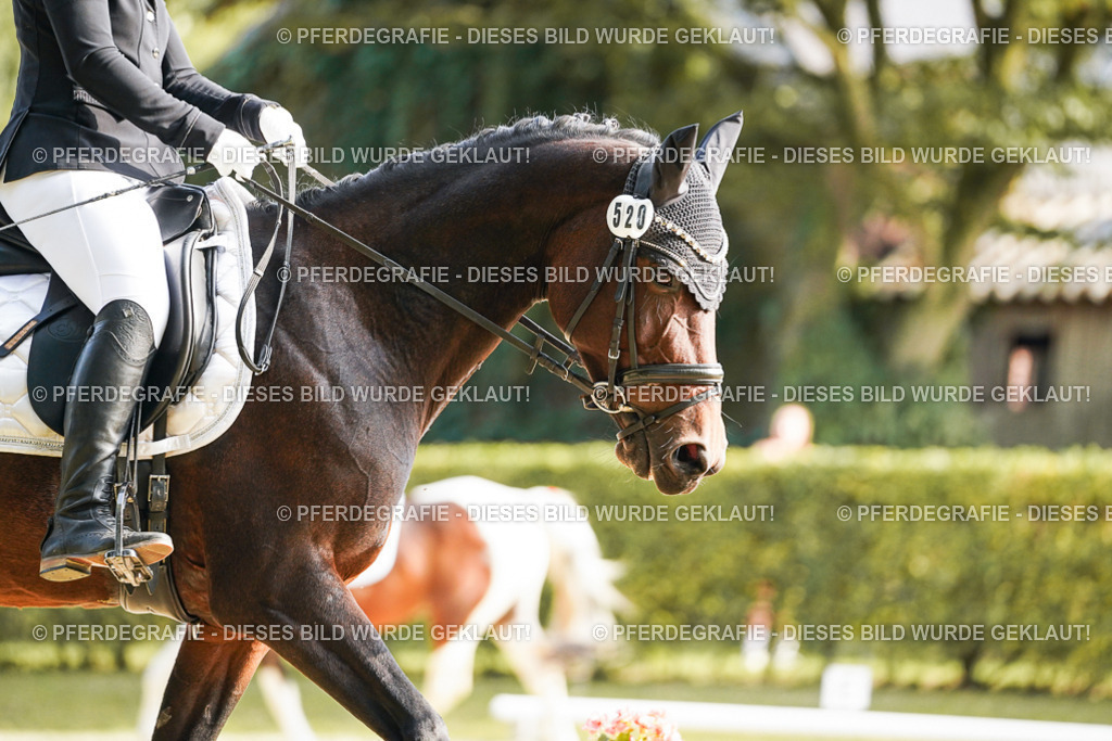 DSC05770 | Pferdegrafie