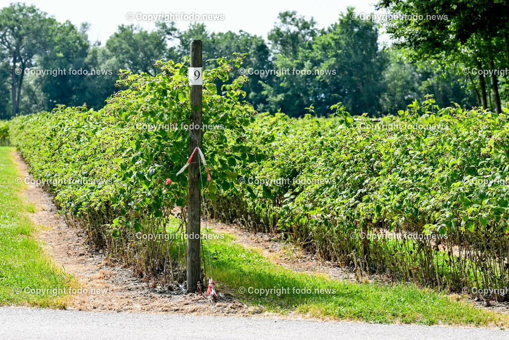 Erdbeeren_ Himbeeren_ Ribisel_ Mayer_ 20.06.2023-40 | 20.06.2023, Raffelding, AUT, Erdbeeren, Himbeeren, Ribisel, Mayer, im Bild Himbeergarten, Himbeerstraeucher