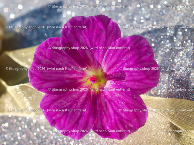 titusgraphy_P9071793-vz-ln | titusgraphy-shop: Geschenkideen mit Qualitätsfotos. titusgraphy-shop: gift ideas with quality photos. titusgraphy-shop: idées cadeaux avec photos de qualité.  - Realisiert mit Pictrs.com