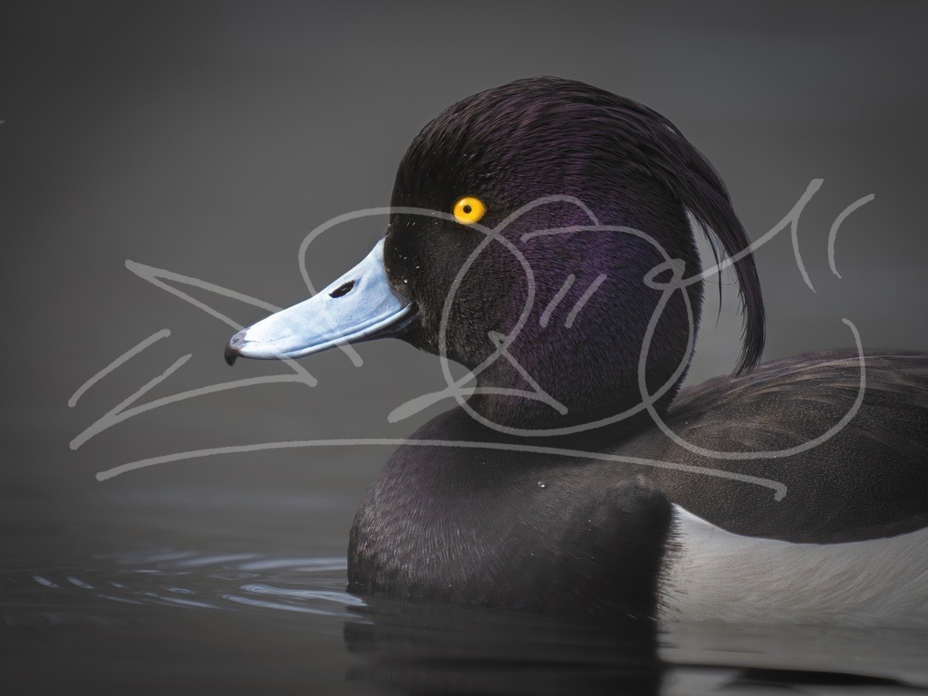 Reiherente- | Naturschönheiten aus Deutschland. Pflanzen und Tiere, Insekten und Naturschauspiele. Alle schönen Details, die uns umgeben, fotografiert von Michi Moc.  - Realisiert mit Pictrs.com