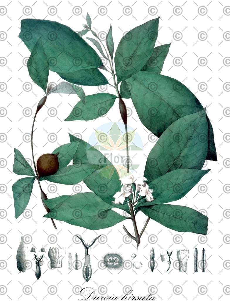 HistAbb_wfo-0000865160_1_ENZY_Simple | Historische Abbildung von Duroia hirsuta - Rubiaceae | Historical Illustration of Duroia hirsuta - Rubiaceae
