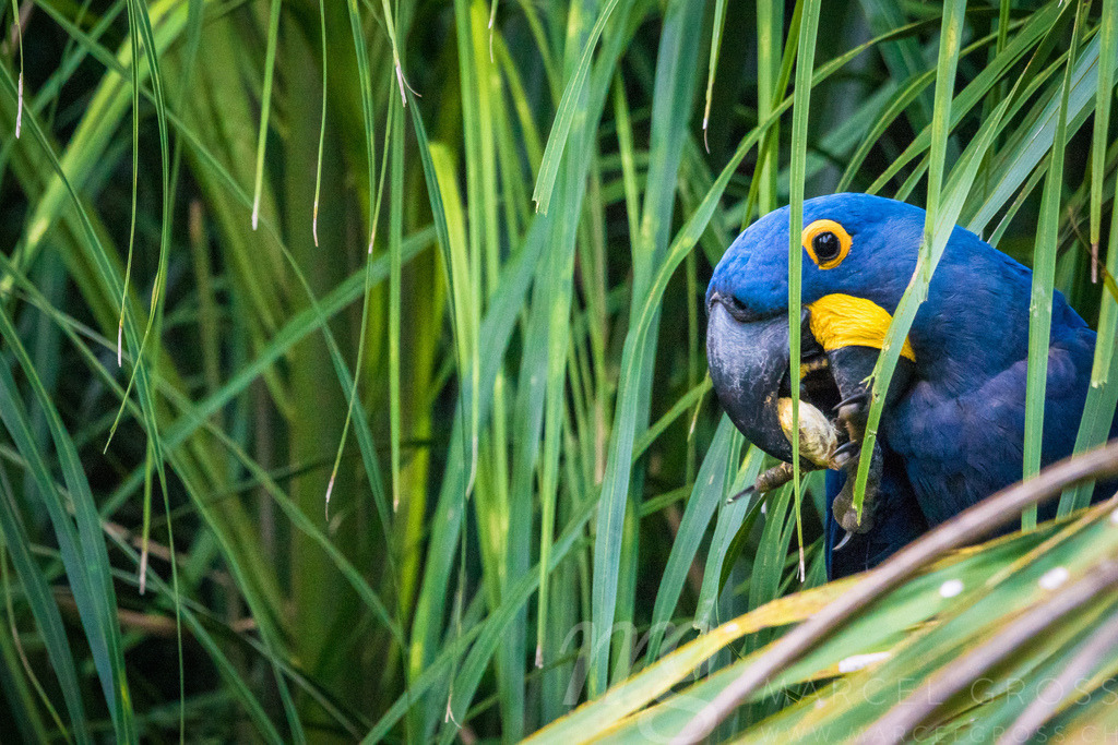 endangered | Endangered Hyacinth macaw feeding palmnuts in the brazilian Pantanal - Realisiert mit Pictrs.com
