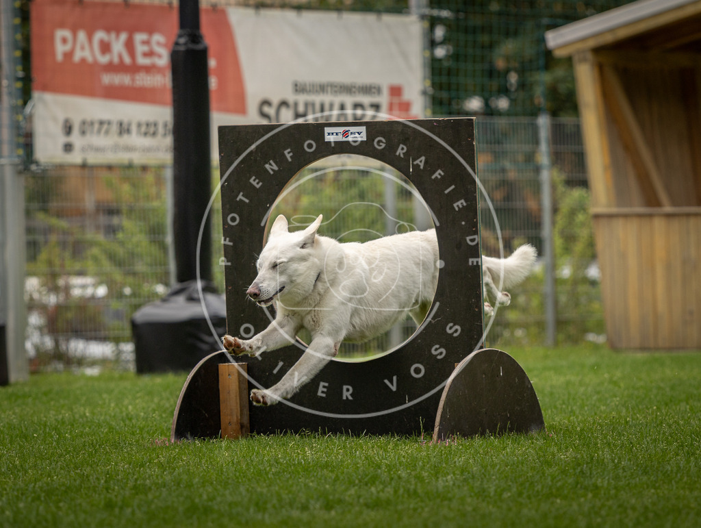Pfotenfotografie_DV3A8668 | Hundefotografie, Tierfotograf, Pfotenfotografie, Fotoshooting Hund, Hunde Portrait, Hundesport, Hundeportraits, Heideshooting, Hunde, Sportfotograf, Hundefotograf, Turnierhundsport, THS,  - Realisiert mit Pictrs.com