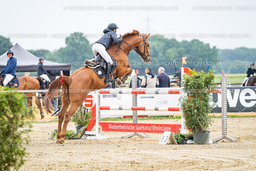 DSC08081 | Pferdegrafie