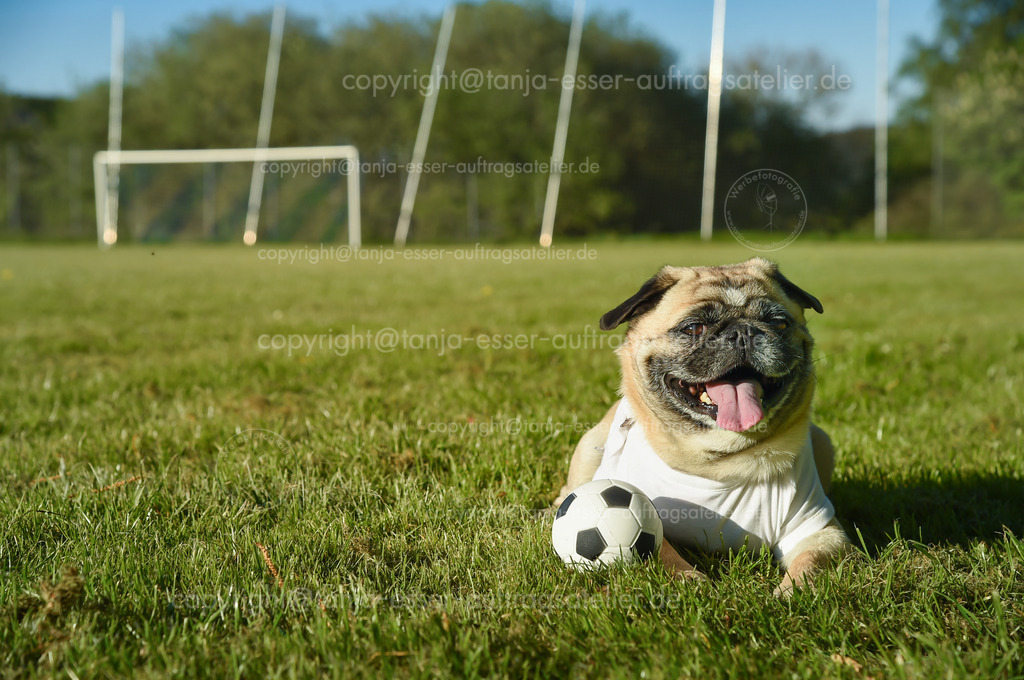 Dog - Pug - as a mascot for football | Der kleine Hund sitzt auf dem Fußballplatz. Der Mops trägt ein T-Shirt mit Copy Space. Er ist aufmerksam und bewacht einen kleinen Fußball. Es ist ein sonniger Tag auf dem Rasenplatz.