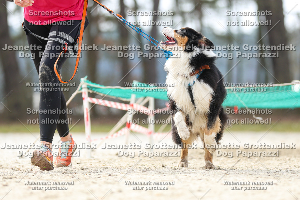 Dog Paparazzi - Strongdog North Mrz26-5439 | Dog Paparazzi Jeanette Grottendiek Fotografie & Videografie - Realisiert mit Pictrs.com