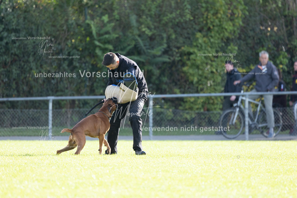 _16A6586 | Einzigartige Fotos von Hunden & Menschen –Actionfotos, Portraits, Vereinsaufnahmen & Paarshootings – authentisch, lebendig & mit Herz.