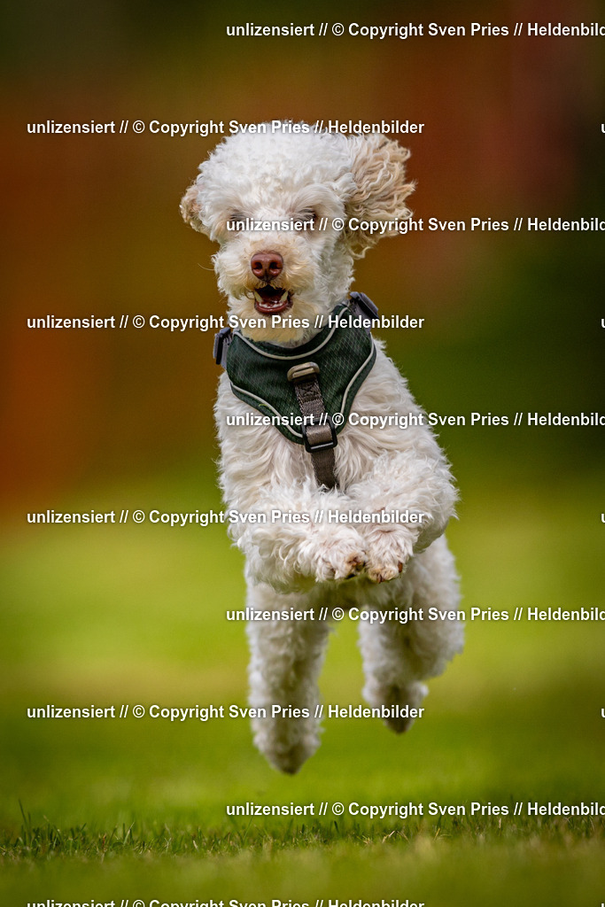 Sven Pries | 2024-09-22 - Hunderennen Baden-BadenPudelverein - Realisiert mit Pictrs.com