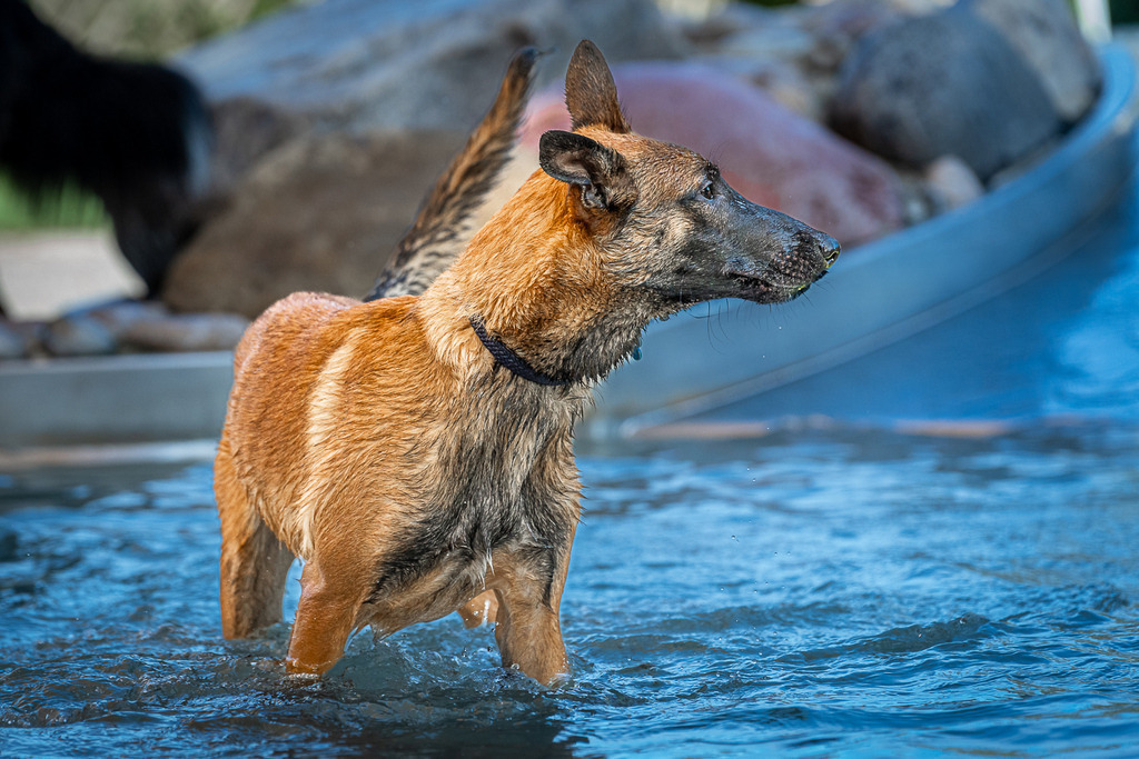 allesWIRTHgut Tierfotografie - 7IV00278 | Professionelle Tierfotografie in Mönchengladbach von Daniel Wirth (allesWIRTHgut). Liebevolle & natürliche Bilder von Hunden & Katzen für unvergessliche Erinnerungen.