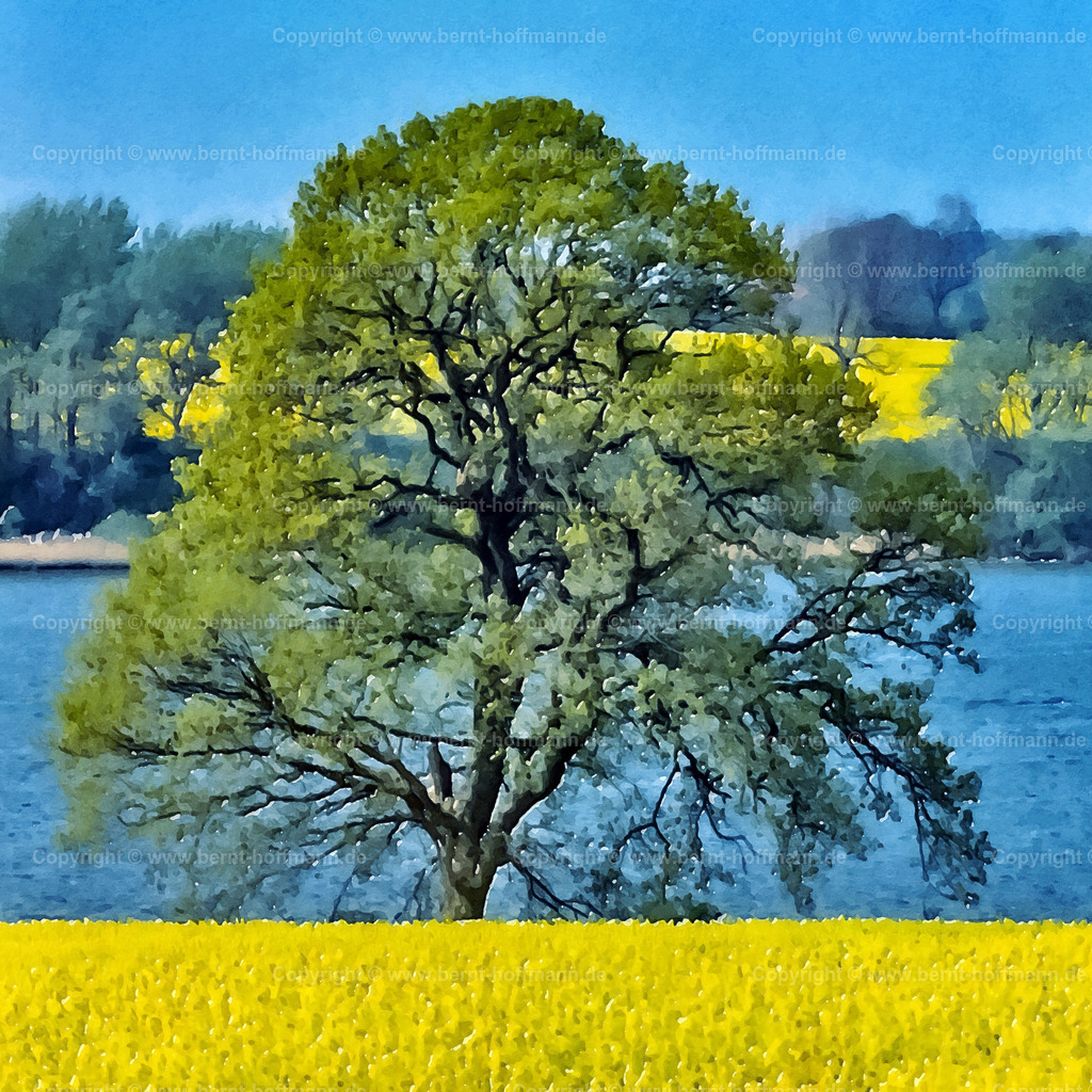PDM2_4784_Raps-Baum_100x100 | DIGITALKUNST. Frühling am Fjord. __ Ostseefjord Schlei. Gelbe Rapsfelder mit Laubbaum in frischem Grün am blauen Wasser. __ Formatvariation = Quadrat. Seitenverhältnis = 1 zu 1 - Realisiert mit Pictrs.com