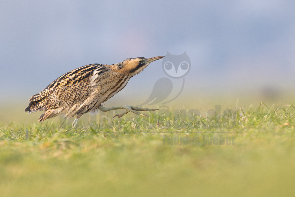 R5M29951_20260125 | Eine Rohrdommel (Botaurus stellaris) mit ihrem charakteristischen braun-beigen, gestreiften Gefieder ist auf grünem Gras zu sehen. Der Vogel schreitet mit erhobenem Kopf und Blick nach oben, wobei ein kleiner Tropfen oder ein Stückchen an der Spitze ihres Schnabels haftet. Der Hintergrund ist ein unscharfer, heller blauer Himmel. - Realisiert mit Pictrs.com