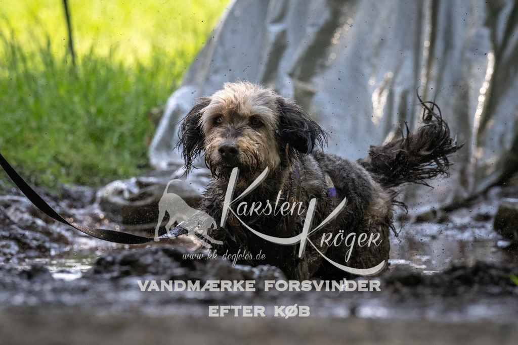 1201_ZZ90982 | kk-dogfotos