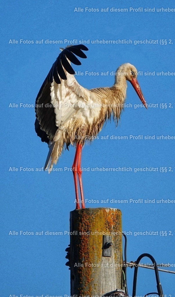 BMF04505_2-01 | krollfotografie - Realisiert mit Pictrs.com