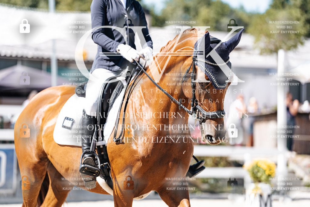 CK909624 | Turnierfotografie Pferdefotografie Trier Rheinland-Pfalz Pferdesport Reitsport Tierfotografie Sportfotografie Pferdevideo Pferdevideografie Equestrianvideography equestrianphotography  - Realisiert mit Pictrs.com