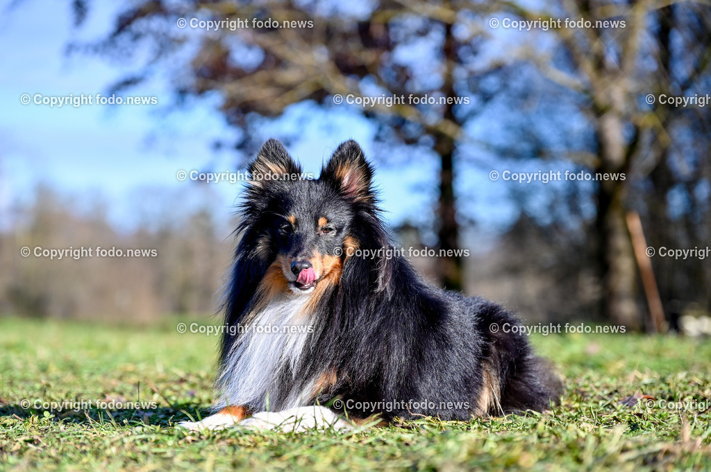 Arrigo_ 26.12.2022-11 | 25.12.2022, Linz, AUT, Hund, Hunde, Themenbild, im Bild Hund, Hunde, spazieren, Freilaufzone, Spazierweg, Arrigo, spielen, laufen