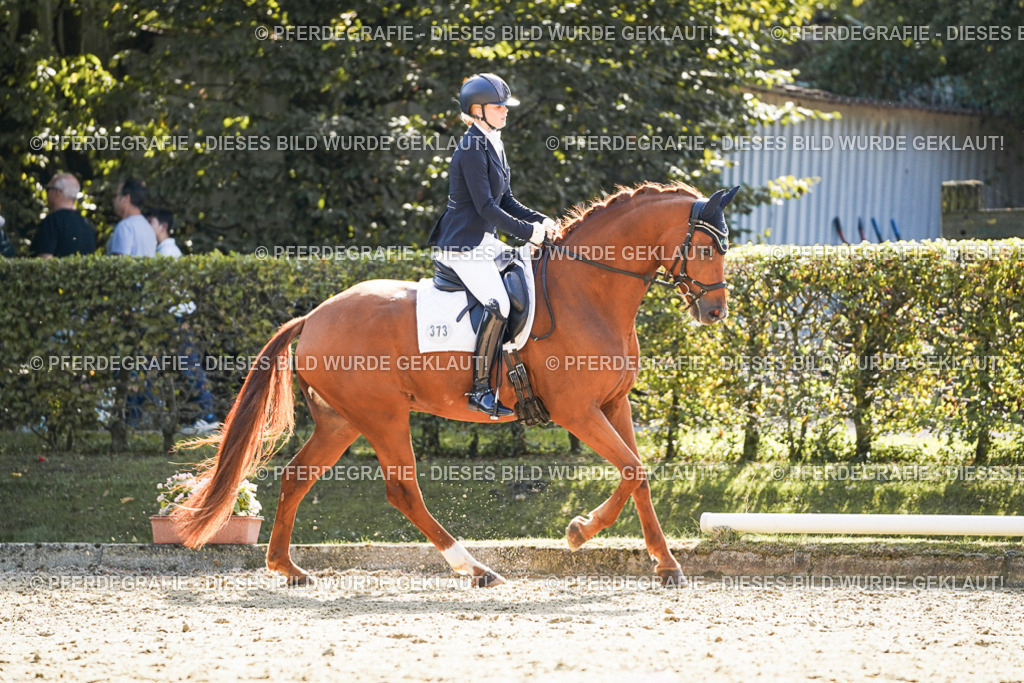 DSC07384 | Pferdegrafie