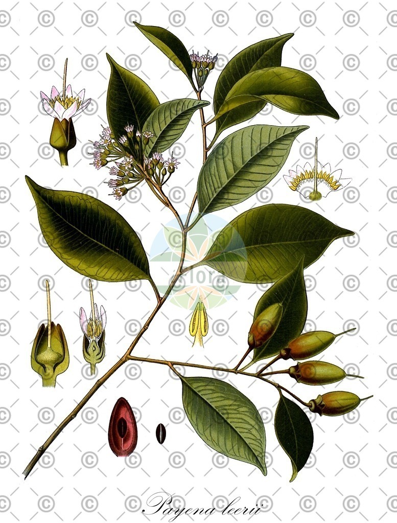 HistAbb_wfo-0000472827_1_ENZY_Simple | Historische Abbildung von Payena leerii - Sapotaceae | Historical Illustration of Payena leerii - Sapotaceae