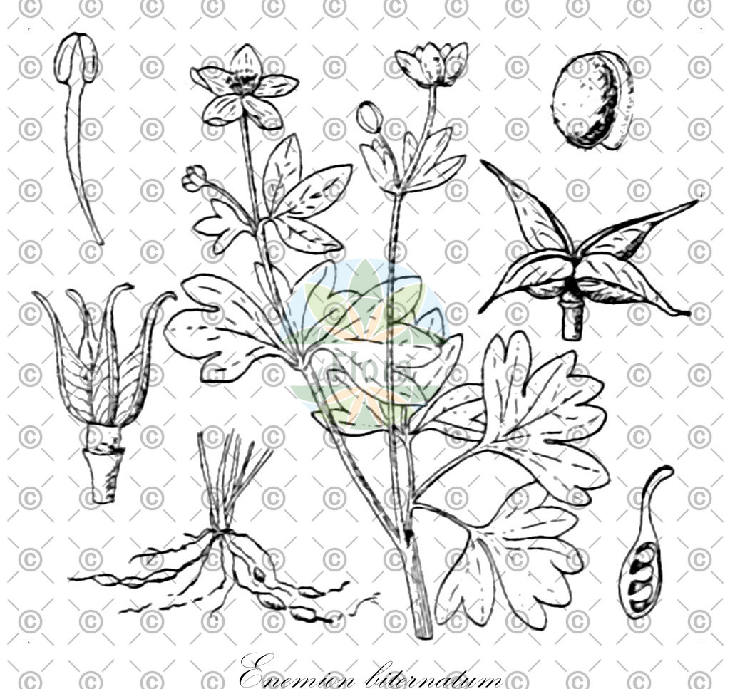 HistAbb_wfo-0000062376_1_ENZY_Simple | Historische Abbildung von Enemion biternatum - Ranunculaceae | Historical Illustration of Enemion biternatum - Ranunculaceae