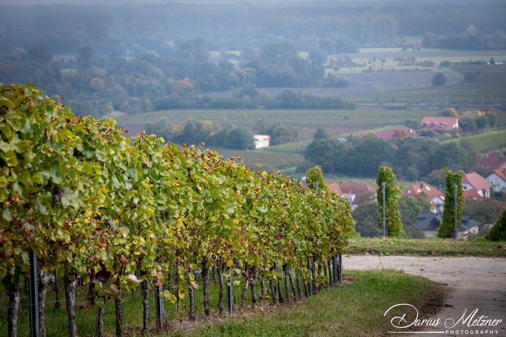 Katharinenkirche in Oppenheim | Die imposante Katharinenkirche in Oppenheim gilt als eine der bedeutendsten gotischen Kirchen am Rhein. Ihre Errichtung erfolgte in mehreren Bauabschnitten im 13., 14. und 15. Jahrhundert. Heute ist sie eine der schönsten Sehenswürdigkeiten in Rheinhessen.