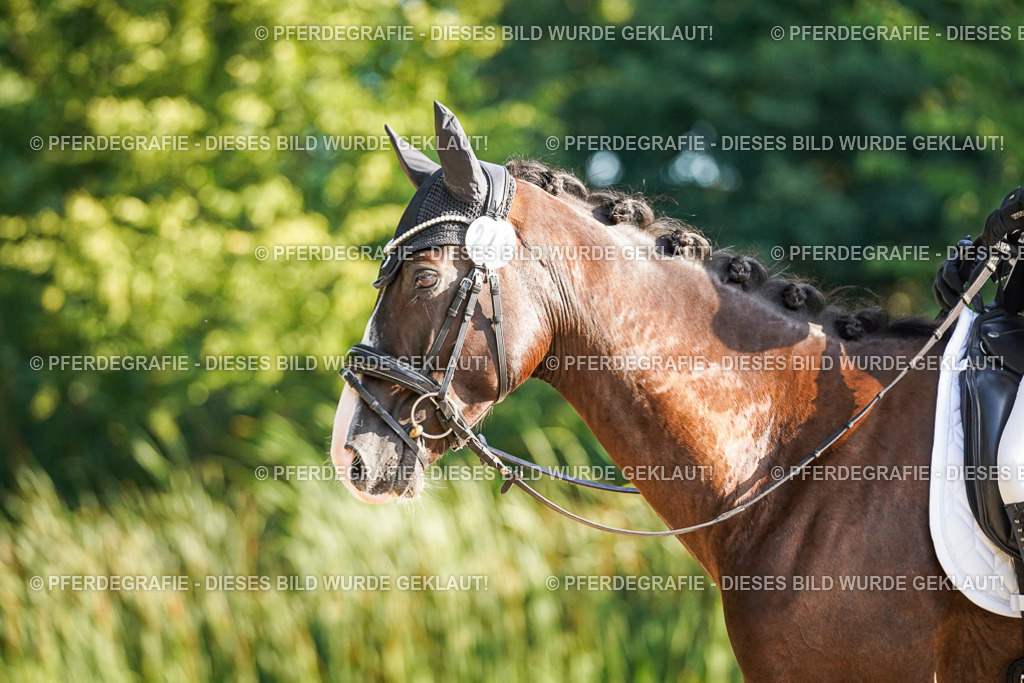 DSC07968 | Pferdegrafie