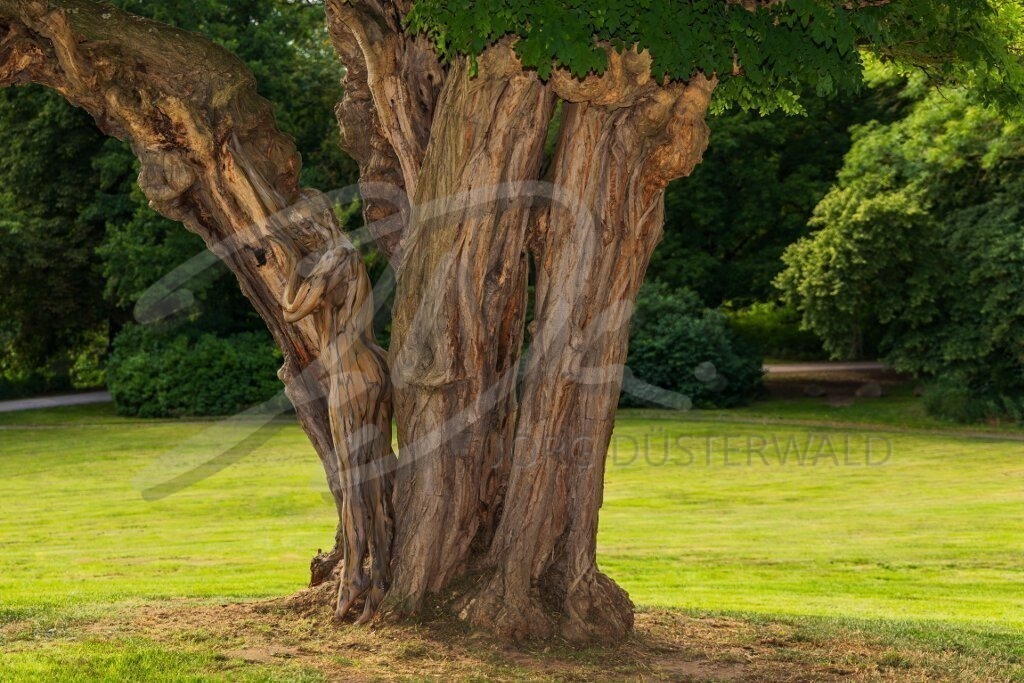 NatureArt-AKAZIE_9968b1 | Angeschmiegt am alten Baum | #006 | Modell: Tatjana Heinz | Foto: Andreas P. - Realisiert mit Pictrs.com