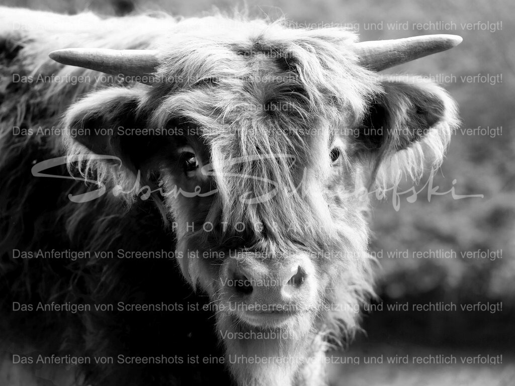 Highland Kälbchen | People- und Tierfotografie, Imageaufnahmen, Veranstaltungsfotografie und Wandbilder aus der Natur ★ Made in Germany ✔️ Druck + Downloads ✔️ Naturfotografie in Top Qualität ★ schneller Versand, weltweite Lieferung! - Realisiert mit Pictrs.com