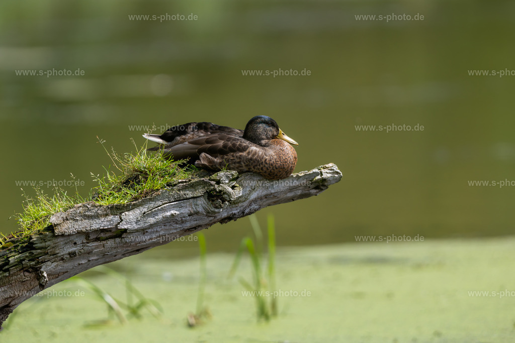 Stockente | ..beim Chillen auf einem gemütlichen Ast über dem Wasser... jederzeit zur Flucht bereit..  - Realisiert mit Pictrs.com