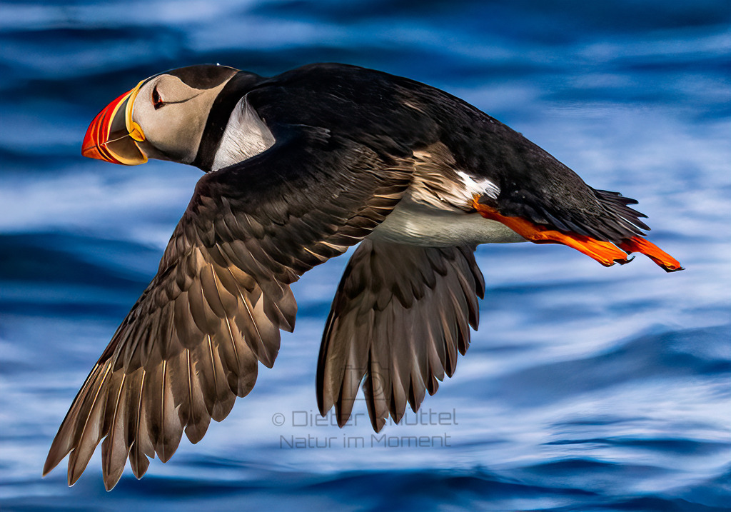 Papageintaucher im Flug | Eines meiner besten Fotos vom Papageintaucher. Sie sind wirklich schwierig zu fotografieren, weil sie sie schnell und unberechenbar ihren Flugweg ändern.
Dieses Foto habe ich mit einer 1/5000 Sekunde aufgenommen. - Realisiert mit Pictrs.com