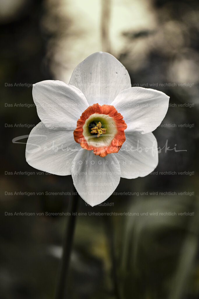 Wandbild Osterglocke - Narzisse | People- und Tierfotografie, Imageaufnahmen, Veranstaltungsfotografie und Wandbilder aus der Natur ★ Made in Germany ✔️ Druck + Downloads ✔️ Naturfotografie in Top Qualität ★ schneller Versand, weltweite Lieferung! - Realisiert mit Pictrs.com