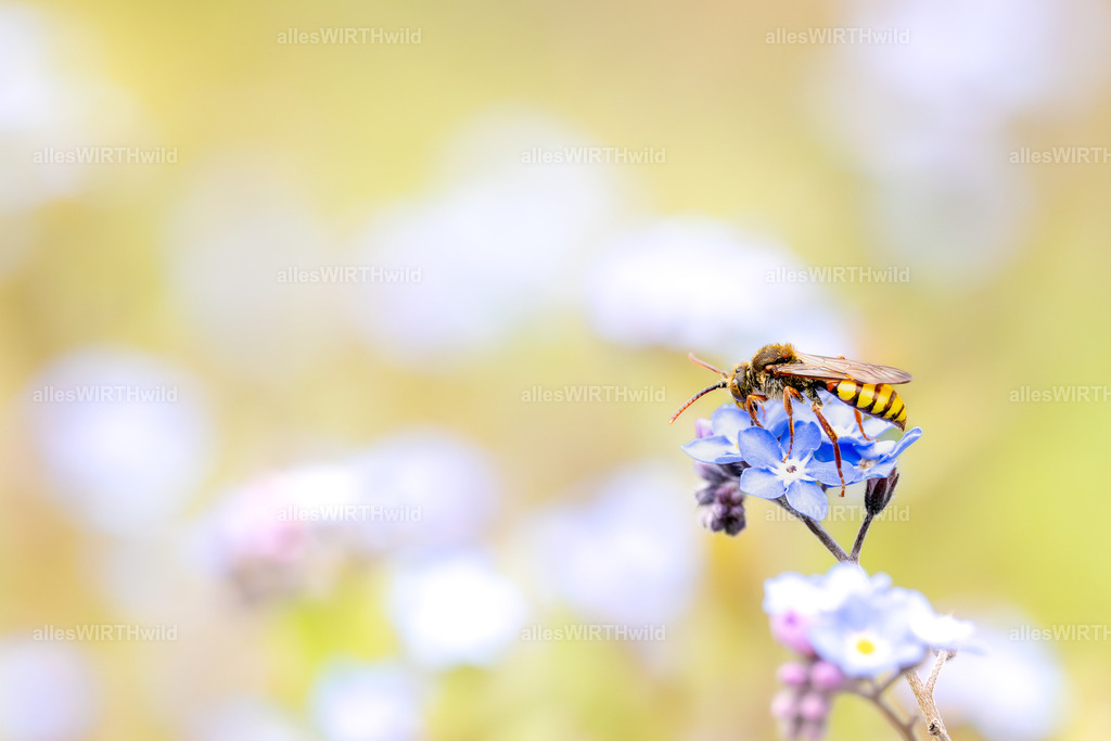 Pause | Entdecke die faszinierende Welt der Natur- und Wildlife-Fotografie von Daniel und Bärbel. Inspirierende Bilder von wilden Tieren und kleinen Naturwundern.