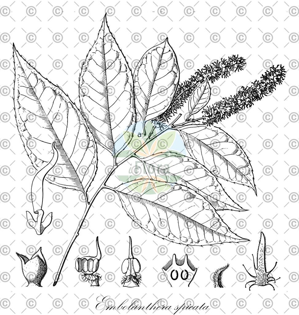 HistAbb_wfo-0000948514_2_ENZY_Simple | Historische Abbildung von Embolanthera spicata - Hamamelidaceae | Historical Illustration of Embolanthera spicata - Hamamelidaceae