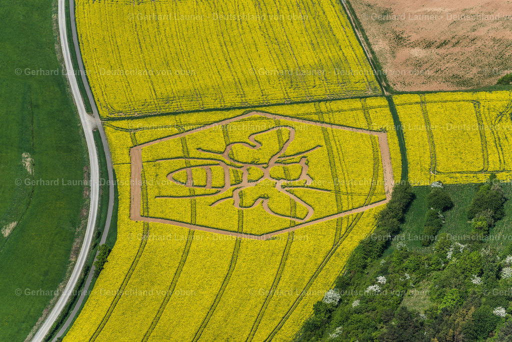 9400308 | Rapsstrukturen Biene, Bad Neustadt