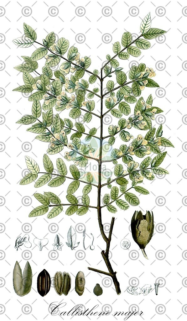 HistAbb_wfo-0000580702_2_ENZY_Simple | Historische Abbildung von Callisthene major - Vochysiaceae | Historical Illustration of Callisthene major - Vochysiaceae