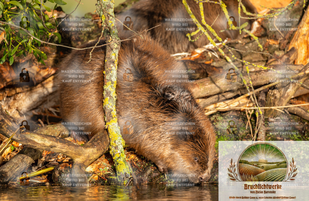 Biberflucht | Professioneller Fotograf mit 10 Jahren Erfahrung. Landschafts- und Hochzeitsfotografie im Oderbruch. Workshops und beeindruckende Bilder für besondere Momente.