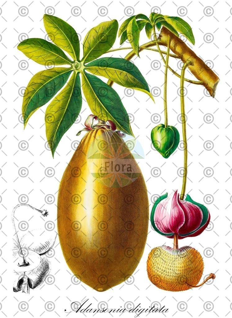 HistAbb_wfo-0000519672_1_ENZY_Simple | Historische Abbildung von Adansonia digitata - Malvaceae (Baobab;Afrikanische Affenbrotbaum;Afrikanischer Baobab) | Historical Illustration of Adansonia digitata - Malvaceae