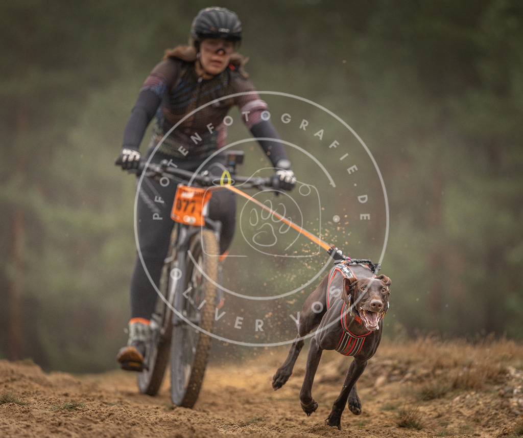 Pfotenfotografie_DV3A2724 | Hundefotografie, Tierfotograf, Pfotenfotografie, Fotoshooting Hund, Hunde Portrait, Hundesport, Hundeportraits, Heideshooting, Hunde, Sportfotograf, Hundefotograf, Turnierhundsport, THS,  - Realisiert mit Pictrs.com