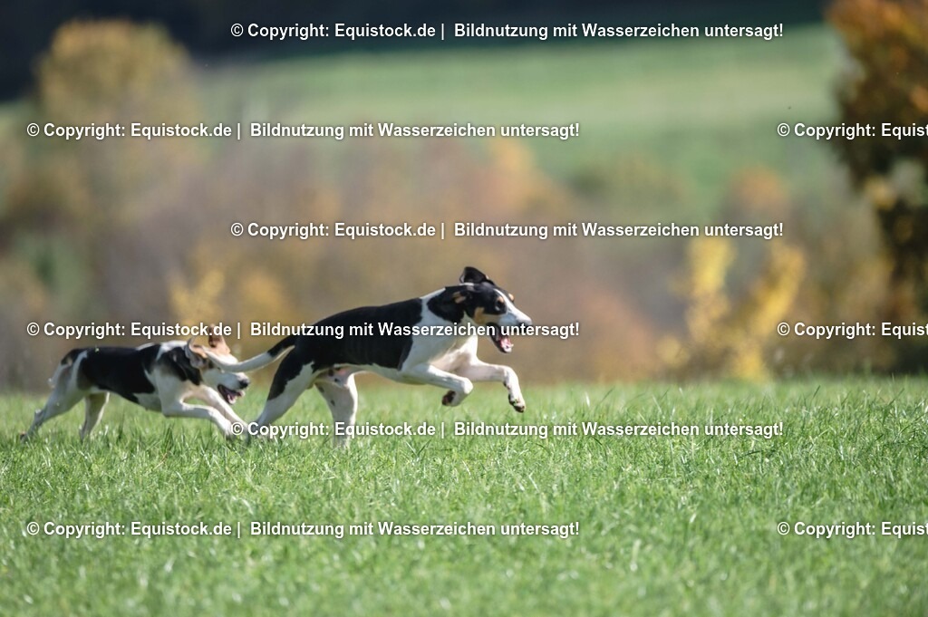 20251011_Jagd-Marbach_0391 | Foto: Thomas Hartig