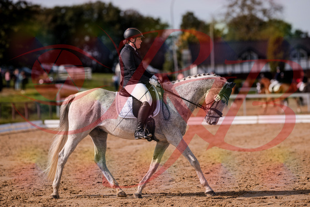 2026_10_03_Siefer-Hof_122811_Z81_26504791 | Professionelle Reitsport-, Turnier- und Eventfotografie von Robert Broda. Galerien mit ausgewählten und bearbeiteten Bildern direkt online ansehen und bestellen.