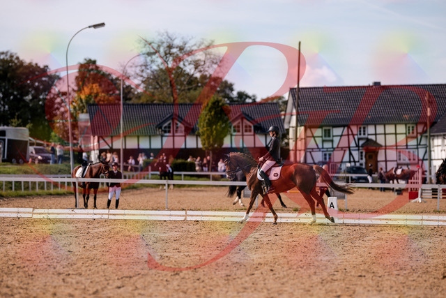 2026_10_03_Siefer-Hof_133117_Z81_84630604 | Professionelle Reitsport-, Turnier- und Eventfotografie von Robert Broda. Galerien mit ausgewählten und bearbeiteten Bildern direkt online ansehen und bestellen.
