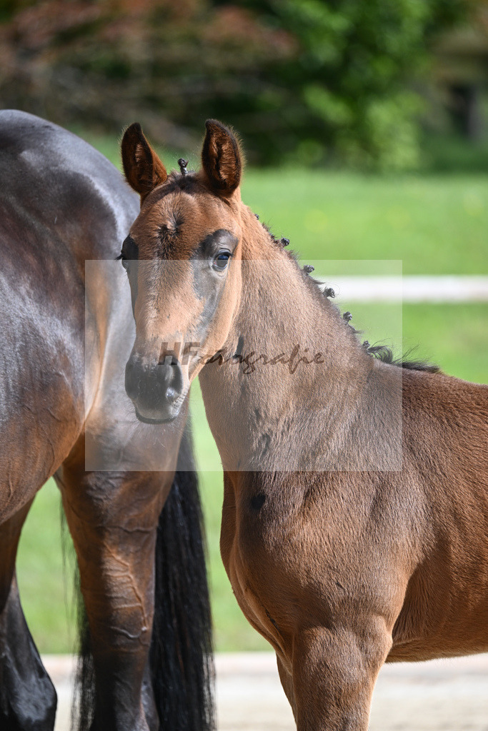 Glamourdale x San Muscadet_SF_Rattenhuber_11240005 | hf-fotografie - Realisiert mit Pictrs.com