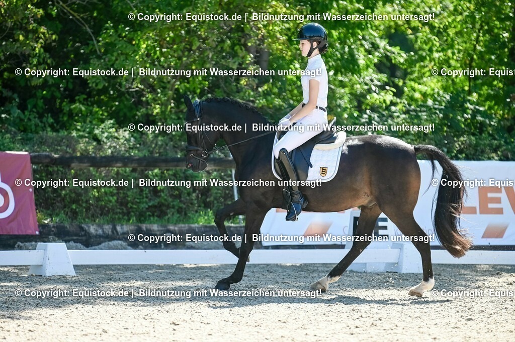 20230908_06_Dressur-L-Trense_0620 | equistock