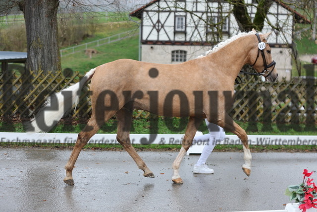 Süddeutsche_Ponykörung_2024_KN_01_Bagis Der Dorfprinz (4) | Alle Fotos der Reiterjournal Fotografin Doris Matthaes im Reiterjournal Online-Fotoshop. - Realisiert mit Pictrs.com