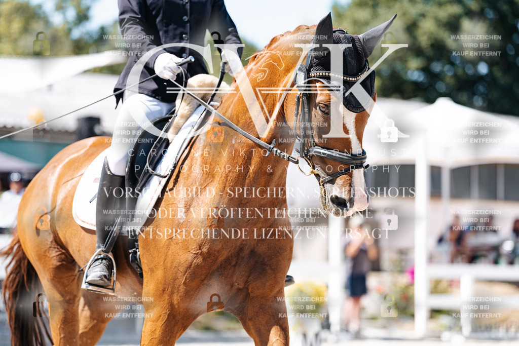 CK900377 | Turnierfotografie Pferdefotografie Trier Rheinland-Pfalz Pferdesport Reitsport Tierfotografie Sportfotografie Pferdevideo Pferdevideografie Equestrianvideography equestrianphotography  - Realisiert mit Pictrs.com
