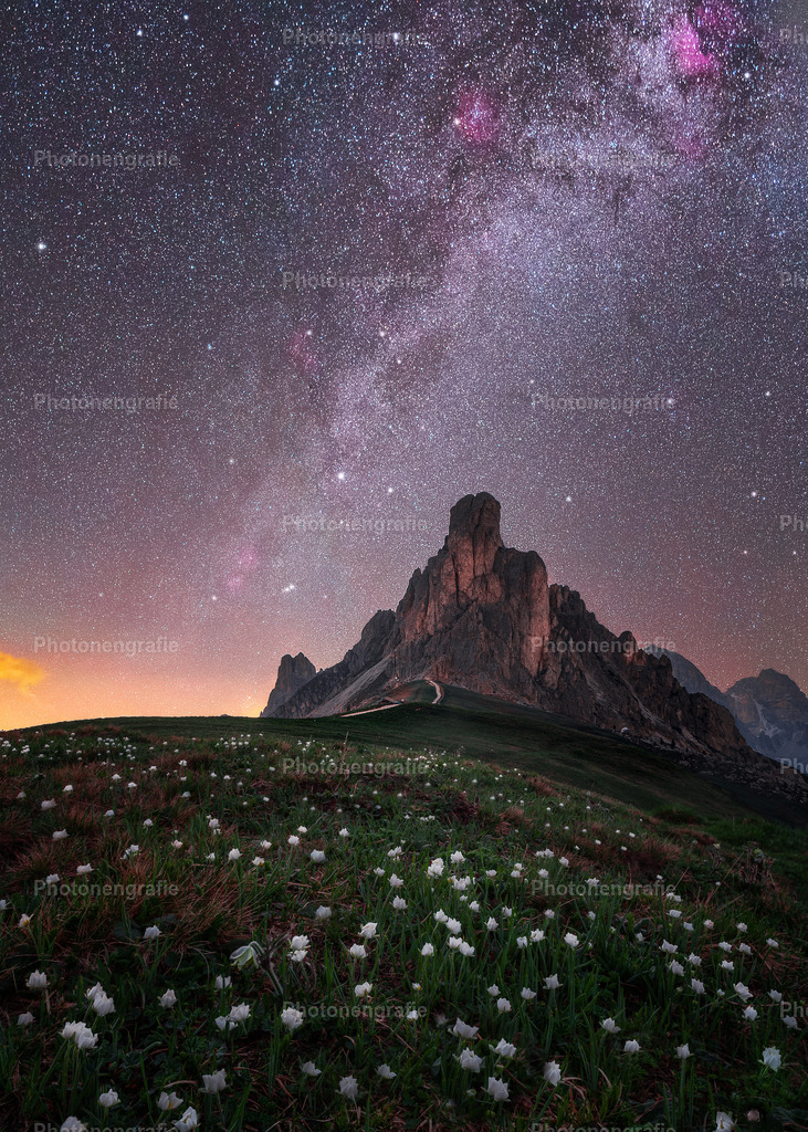 Blümchenwiese | Photonengrafie´s Shop - Realisiert mit Pictrs.com