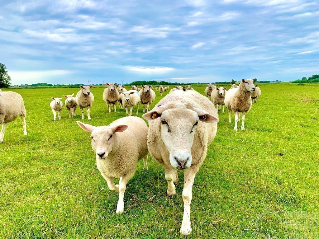 IMG_1023 | Björn Thiemann; Ogenblick.de; Fotografie; Photograph; Landscape, Pellworm, Schleswig-Holstein; Inselfotograf; Inselfotografien; Wattenmeer; National-Park; Naturschutzgebiet; Leuchtturm; Lighthouse; Leinwandbilder; Kalender; Pellworm Kalender;  - Realisiert mit Pictrs.com