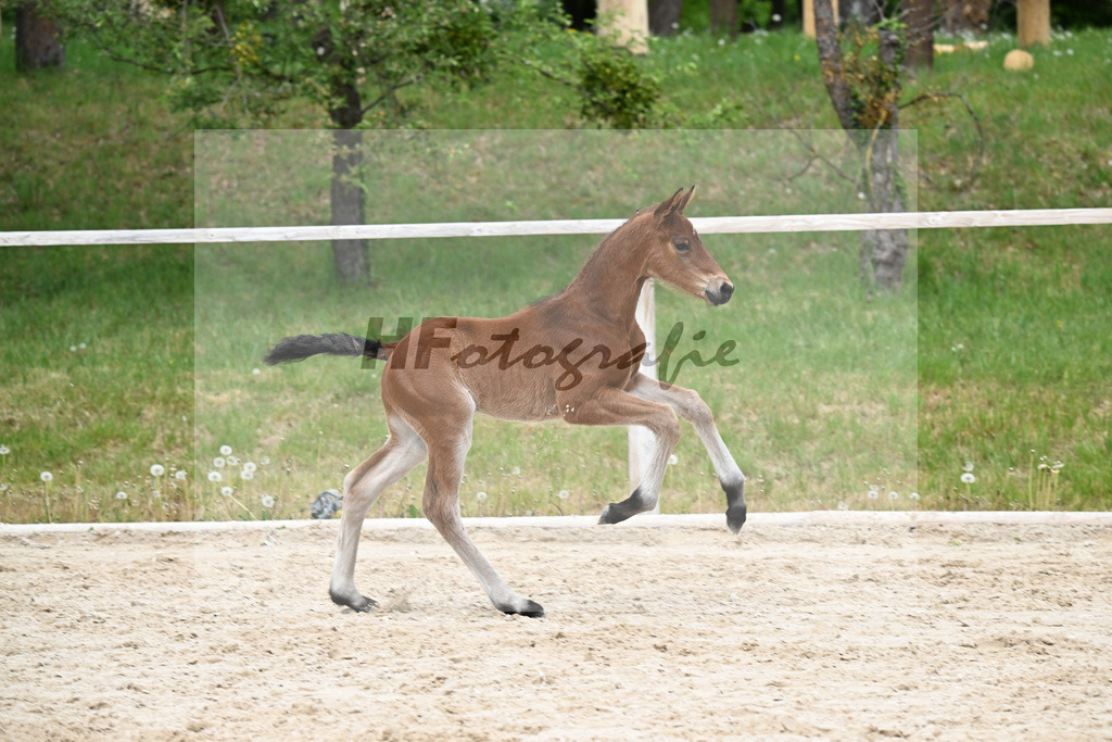 Kat-Nr. 35 HF Va Bene x Le Vivaldi_Wimmer_24260655 | hf-fotografie - Realisiert mit Pictrs.com