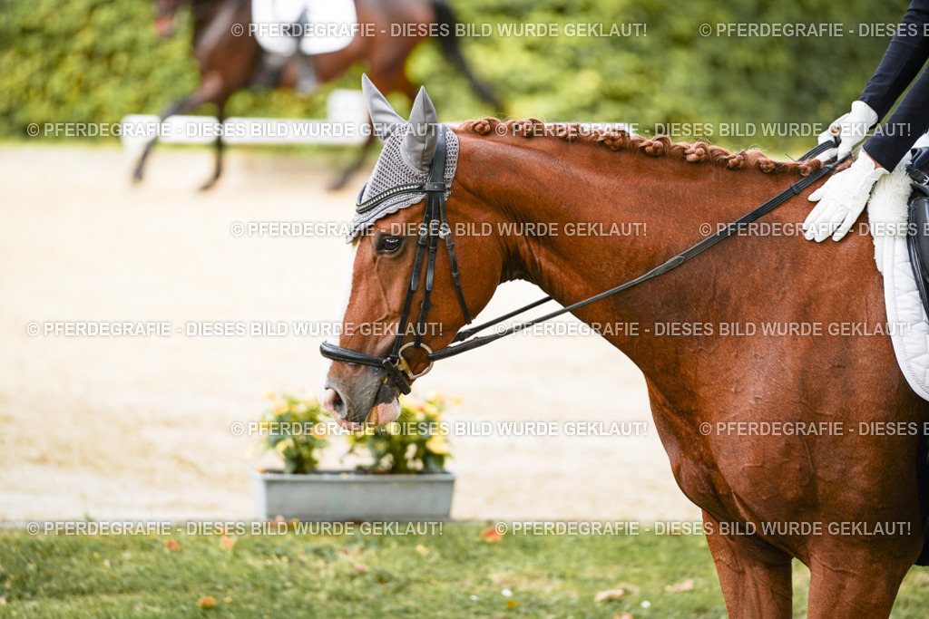 DSC01487 | Pferdegrafie