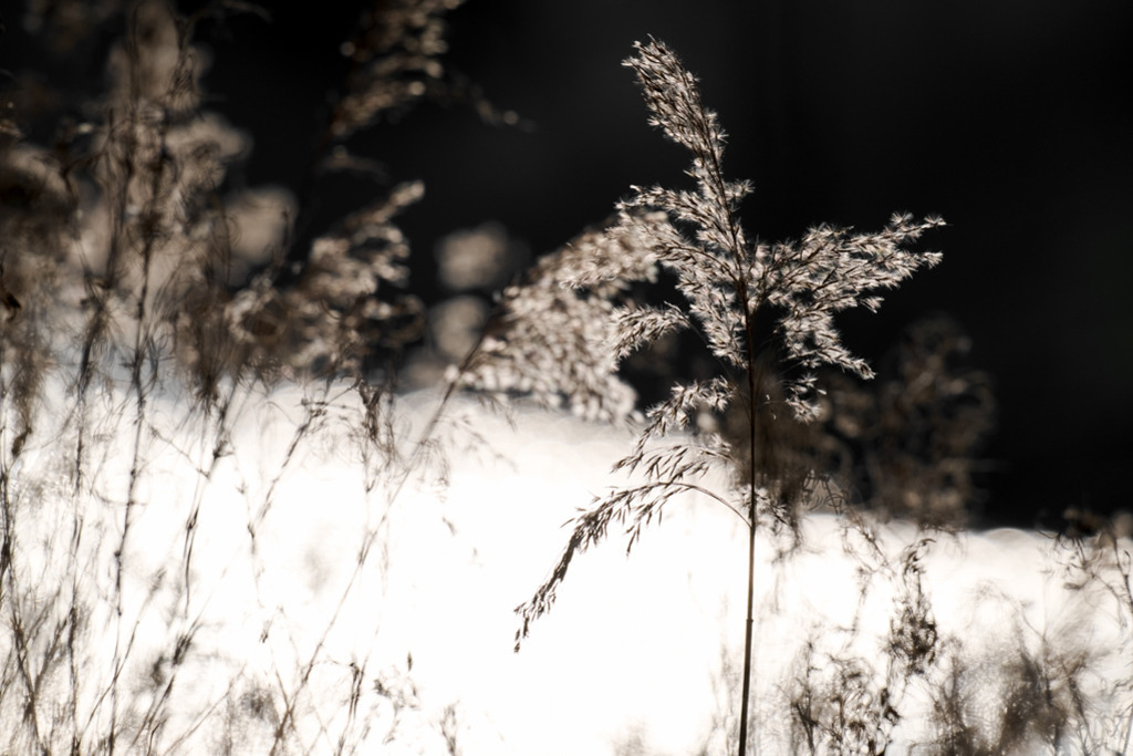 Schilfrohr im Winter | Die Blütenrispen von Schilfrohr bei intensivem Gegenlicht im Winter. In der Fotografie wird trotz des starken Kontrasts eine natürliche bräunliche Tönung bewahrt. — Auflösung des Originals: 8256 x 5504 px. - Realisiert mit Pictrs.com
