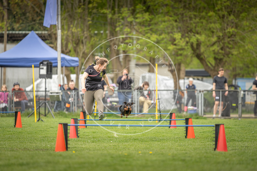 Pfotenfotografie_DV3A0584 | Hundefotografie, Tierfotograf, Pfotenfotografie, Fotoshooting Hund, Hunde Portrait, Hundesport, Hundeportraits, Heideshooting, Hunde, Sportfotograf, Hundefotograf, Turnierhundsport, THS,  - Realisiert mit Pictrs.com